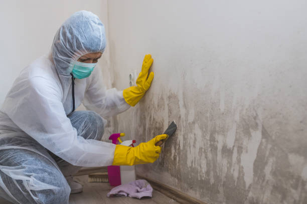 Best Black Mold Remediation in Macon, IL