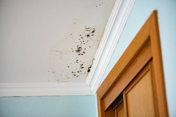 Best Bathroom Mold Remediation in Macon, IL