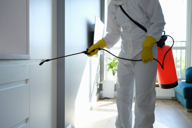 Best Basement Mold Remediation in Macon, IL