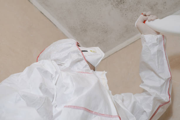 Best Kitchen Mold Remediation in Macon, IL