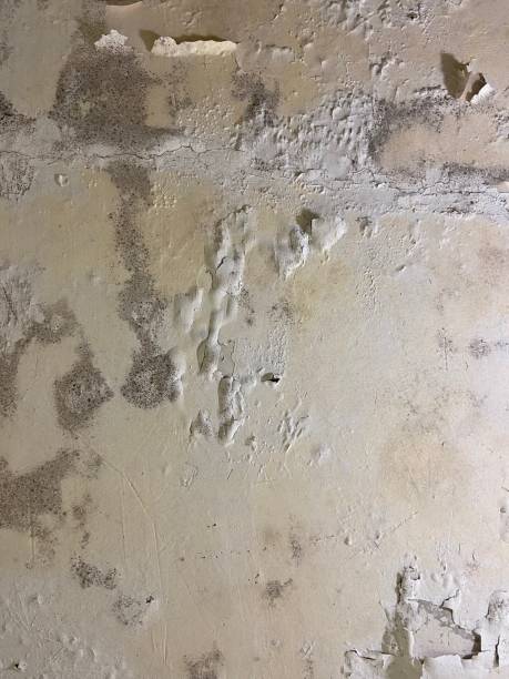 Macon, IL Mold Remediation Company
