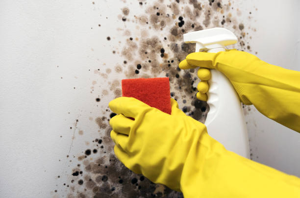 Best Crawl Space Mold Remediation in Macon, IL