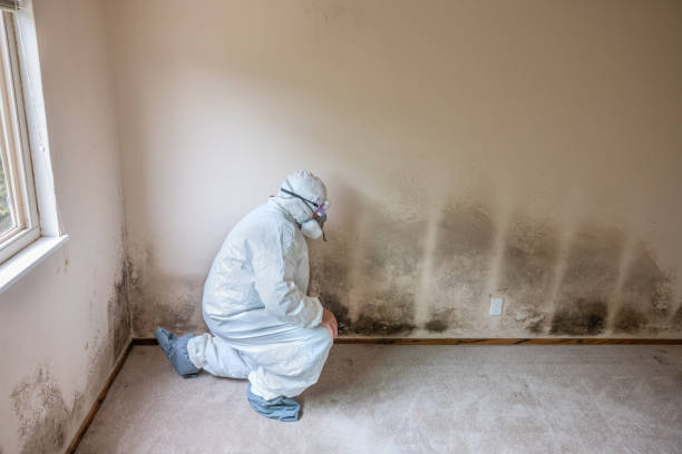 Best Residential Mold Remediation in Macon, IL