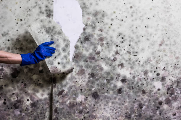 Best Attic Mold Remediation in Macon, IL