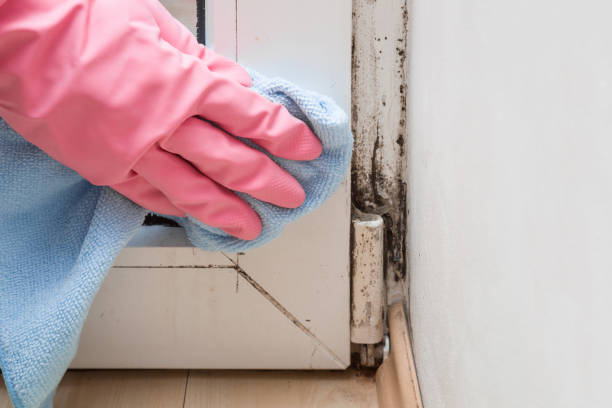 Macon, IL Mold Remediation Company